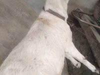 बकरियाँ (लॉट, लिंग निर्दिष्ट नहीं), Barbari goats — फ़ोटो 2