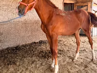 Адуу, Anglo-Arabian — 3 зураг
