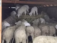 मेढ़ा, Merinoland sheep — फ़ोटो 3