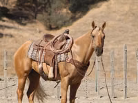 घोड़ा, Quarter Horse — फ़ोटो 6