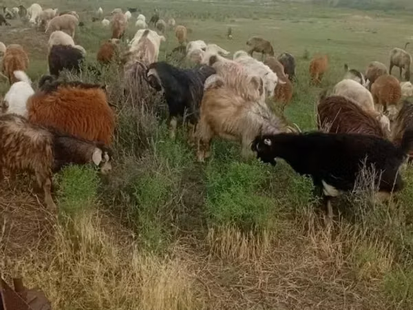 Коза, Козлы
