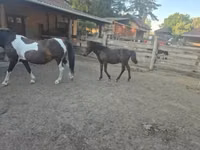 公马, Welsh Cob — 照片 4