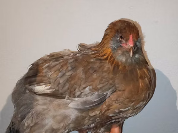 Chickens