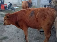 Kuh, Rinder — Foto 1