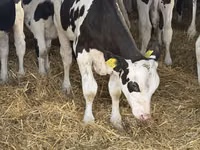 Bulle, Russian Black pied cattle — Foto 5