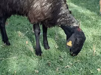 Sheep (batch, sex not specified), Sheep — photo 4