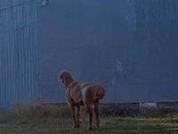 Ram, Rhon sheep — photo 1