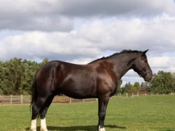 公马, Percheron