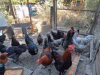 Marans — photo 2