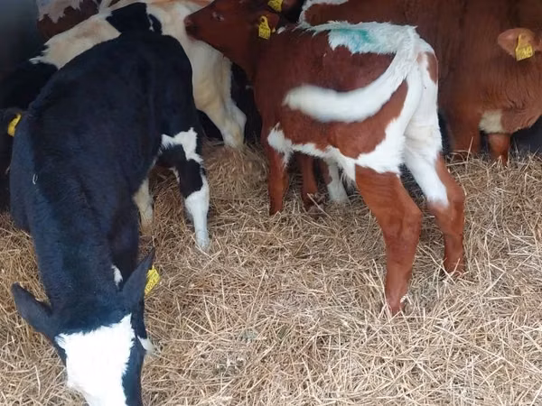 أبقار (دفعة، الجنس غير محدد), Simmental cattle