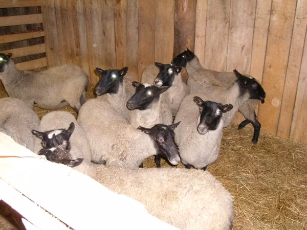 Хонь, Romanov sheep
