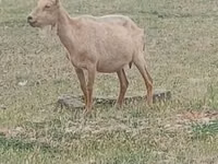 Ямааны ухна, Saanen goat — 1 зураг