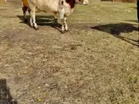 Cow, Holstein breed — photo 2