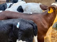 मवेशी (लॉट, लिंग निर्दिष्ट नहीं), Simmental cattle — फ़ोटो 4