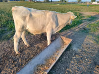 Bull, Cattle — photo 2
