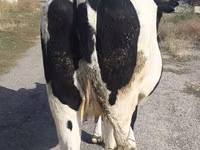 母牛, Russian Black pied cattle — 照片 2
