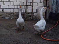 Geese — 4 зураг