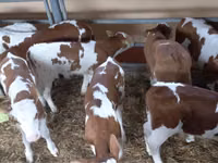 公牛, Simmental cattle — 照片 5