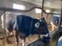 Bull, Alatau breed — photo 2