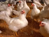 Chickens — 照片 2