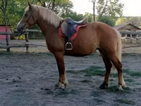 Stute, Haflinger — Foto 3