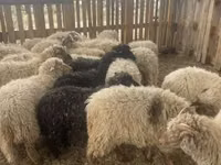 أغنام (دفعة، الجنس غير محدد), Suffolk sheep — الصورة 1