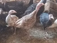 Turkeys — 照片 1