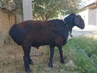 公羊, Sheep — 照片 4