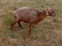 भेड़, Kazakh meat-wool sheep — फ़ोटो 1