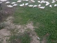 German Pekin — photo 3