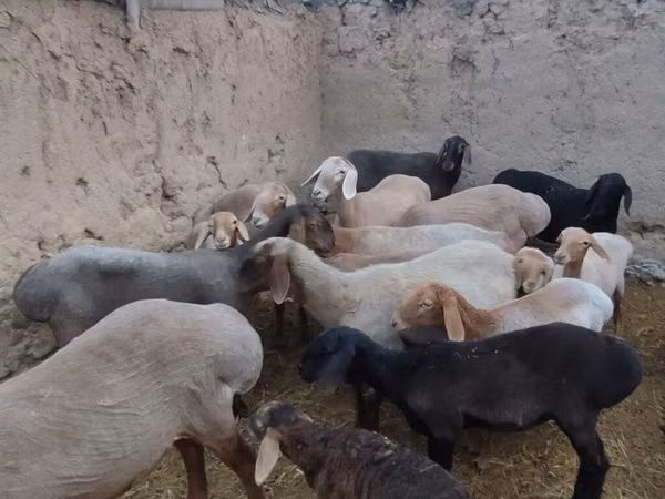 भेड़, Arashan sheep