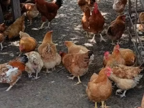 Chickens