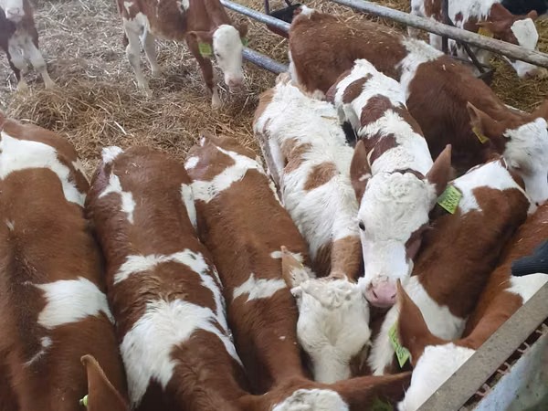 Bovinos (lote, sexo no especificado), Simmental cattle