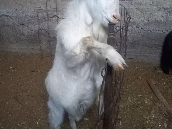बकरी, Alpine goat