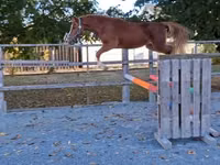 घोड़ा, Welsh Cob — फ़ोटो 1