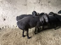 Widder, Hissar sheep — Foto 3