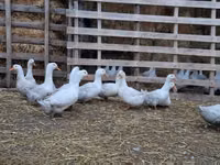 American Pekin — photo 4