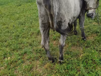 Vaca, Russian Black pied cattle — foto 4