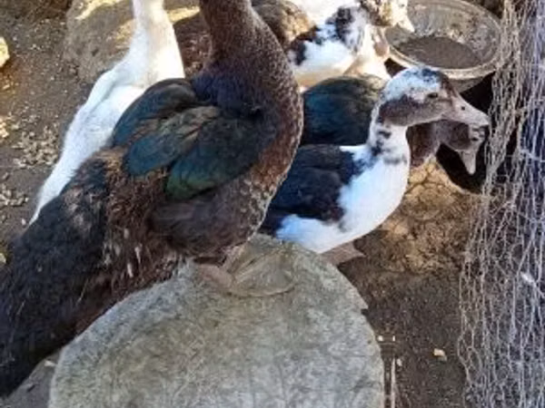 Ducks