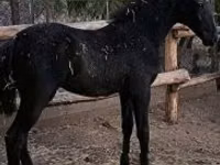 घोड़ी, Lipizzaner — फ़ोटो 8