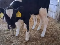 ثور, Russian Black pied cattle — الصورة 1