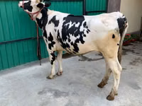 Cow, Holstein breed — photo 5