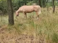 घोड़ी, घोड़े — फ़ोटो 2