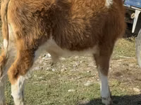 Бух, Simmental cattle — 6 зураг