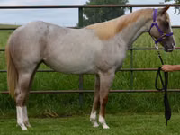 घोड़ी, Quarter Horse — फ़ोटो 3