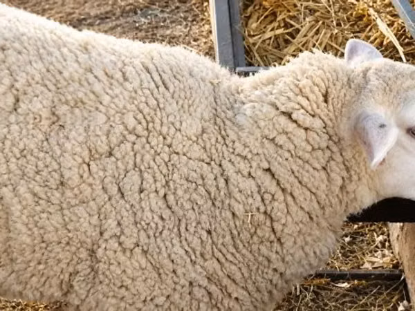 Хонь, British  Milksheep