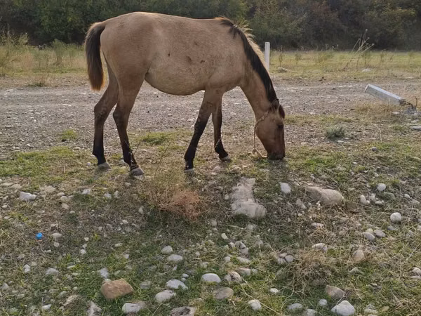 घोड़ी, Azerbaijan horse