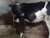 Kuh, Russian Black pied cattle — Foto 2