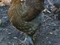Brahma — photo 3