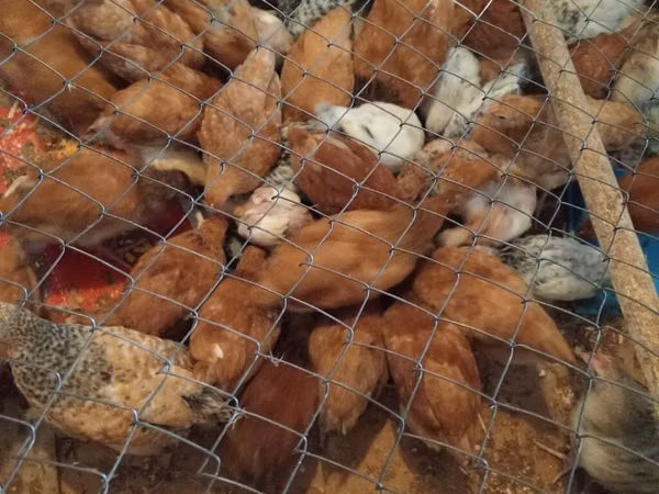 Chickens